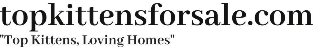 Manx kitten for sale showing adorable short-tail – manx kitten price