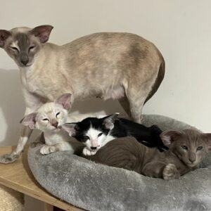 asian short hair cat for sale​