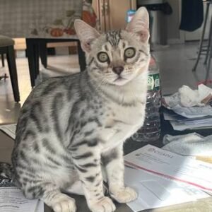 bengal kittens for sale near me​