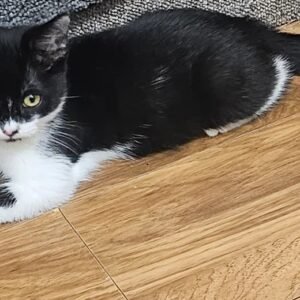 bombay cat for sale​