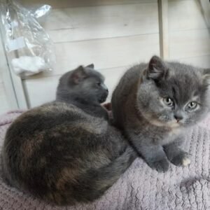 british shorthair kittens for sale​