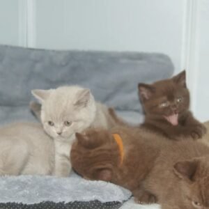 brown cat for sale​