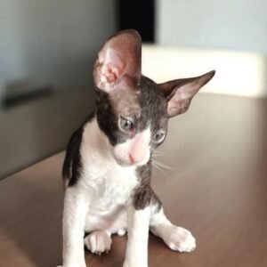 cornish rex kittens for sale​