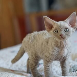 Devon Rex cat for sale with curly coat, large ears, and playful personality