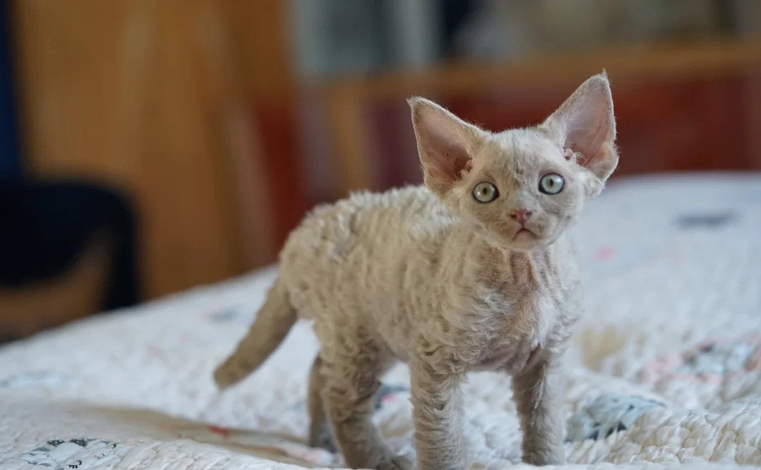 Devon Rex cat for sale with curly coat, large ears, and playful personality