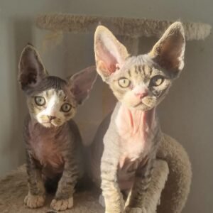 devon rex kittens for sale​