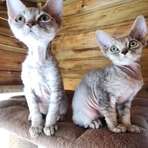 devonshire rex cat for sale​