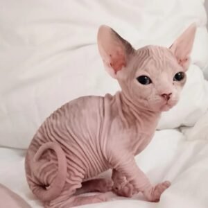 for sale hairless cat​