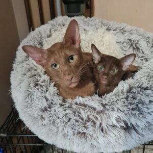 havana brown cat for sale​