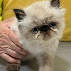 himalayan cat for sale​