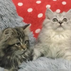kittens for sale persian​
