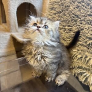 long haired kittens for sale​
