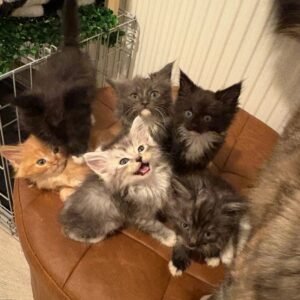maine coon cats in maine for sale​