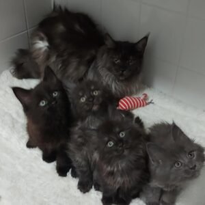 maine coon kittens for sale indiana​