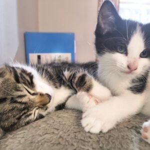 Manx kittens for sale – healthy purebred Manx kitten with short tail