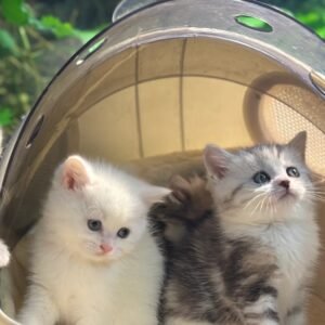 munchkin cats for sale​