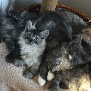 norwegian forest cat kitten for sale​