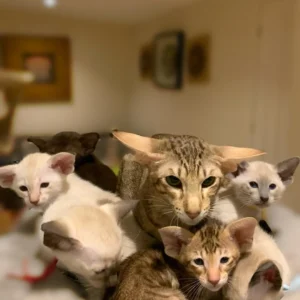 oriental cats for sale​