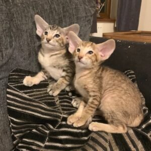 oriental shorthair cat for sale​