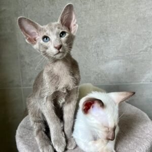 oriental shorthair cats for sale​