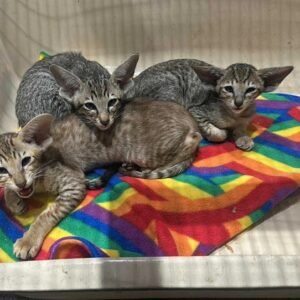 oriental shorthair kittens for sale​