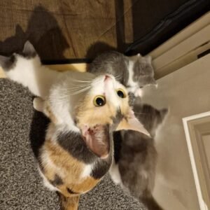 Ragamuffin cat for sale – healthy, vaccinated, insured, fast delivery