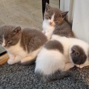ragamuffin kittens for sale​