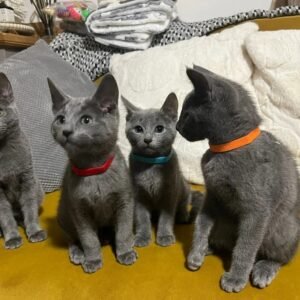 russian blue cat for sale​