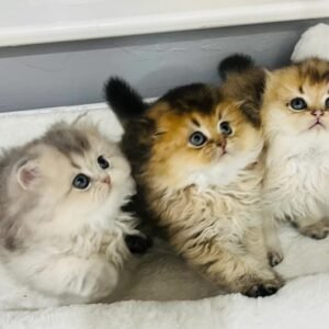 scottish fold cat for sale​