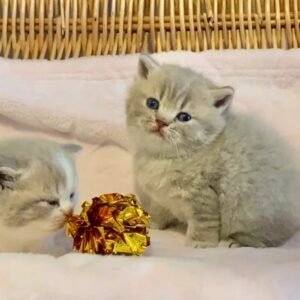 scottish fold kittens for sale​