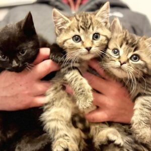 serval kittens for sale​