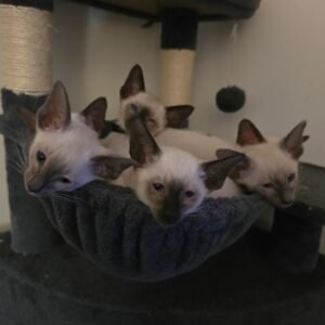 siamese cat for sale​