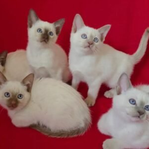siamese cats for sale​
