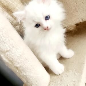 siberian cats for sale​