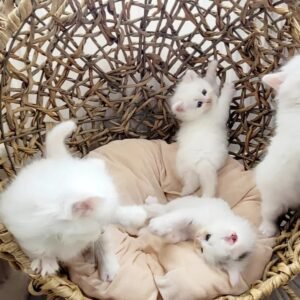 siberian kittens for sale​