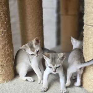 singapura cat for sale​