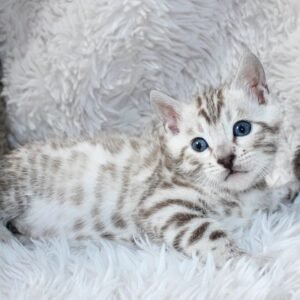 snow bengal kittens for sale​ 1
