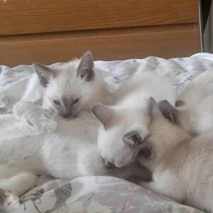 snowshoe cat for sale​