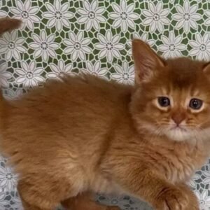somali cat for sale​