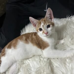 toyger kittens for sale​