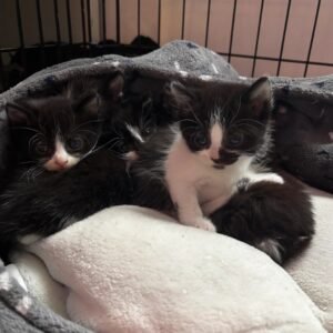Tuxedo kittens for sale – healthy black and white kittens ready for adoption